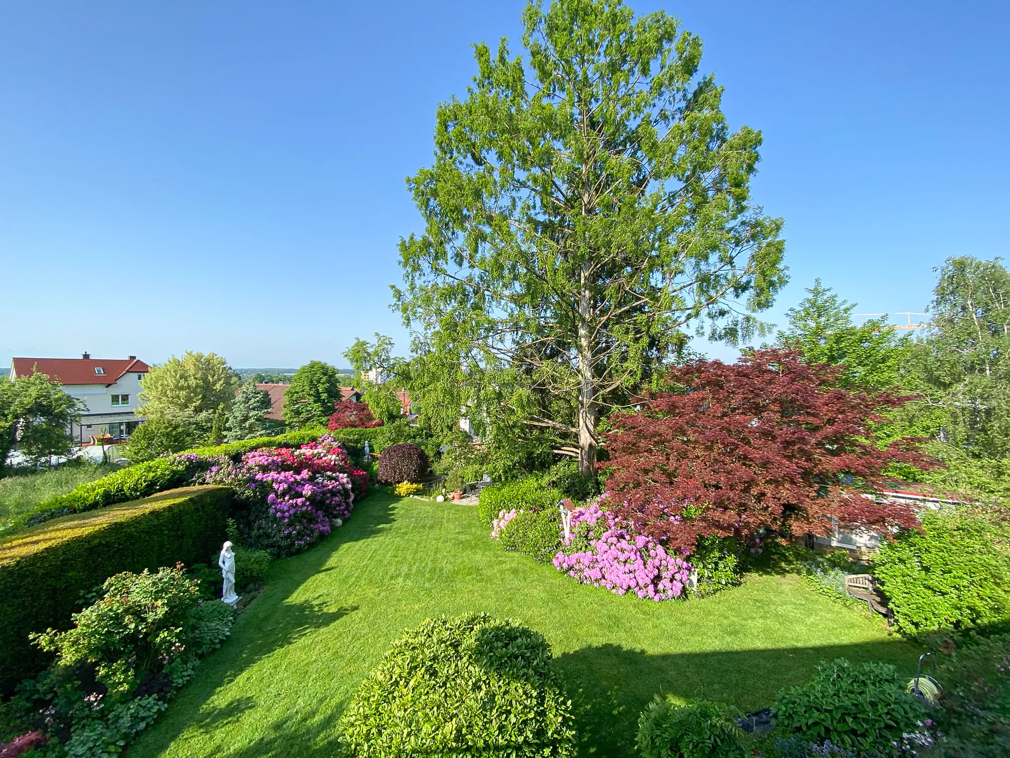 Garten mit großem Baum im Sommer
