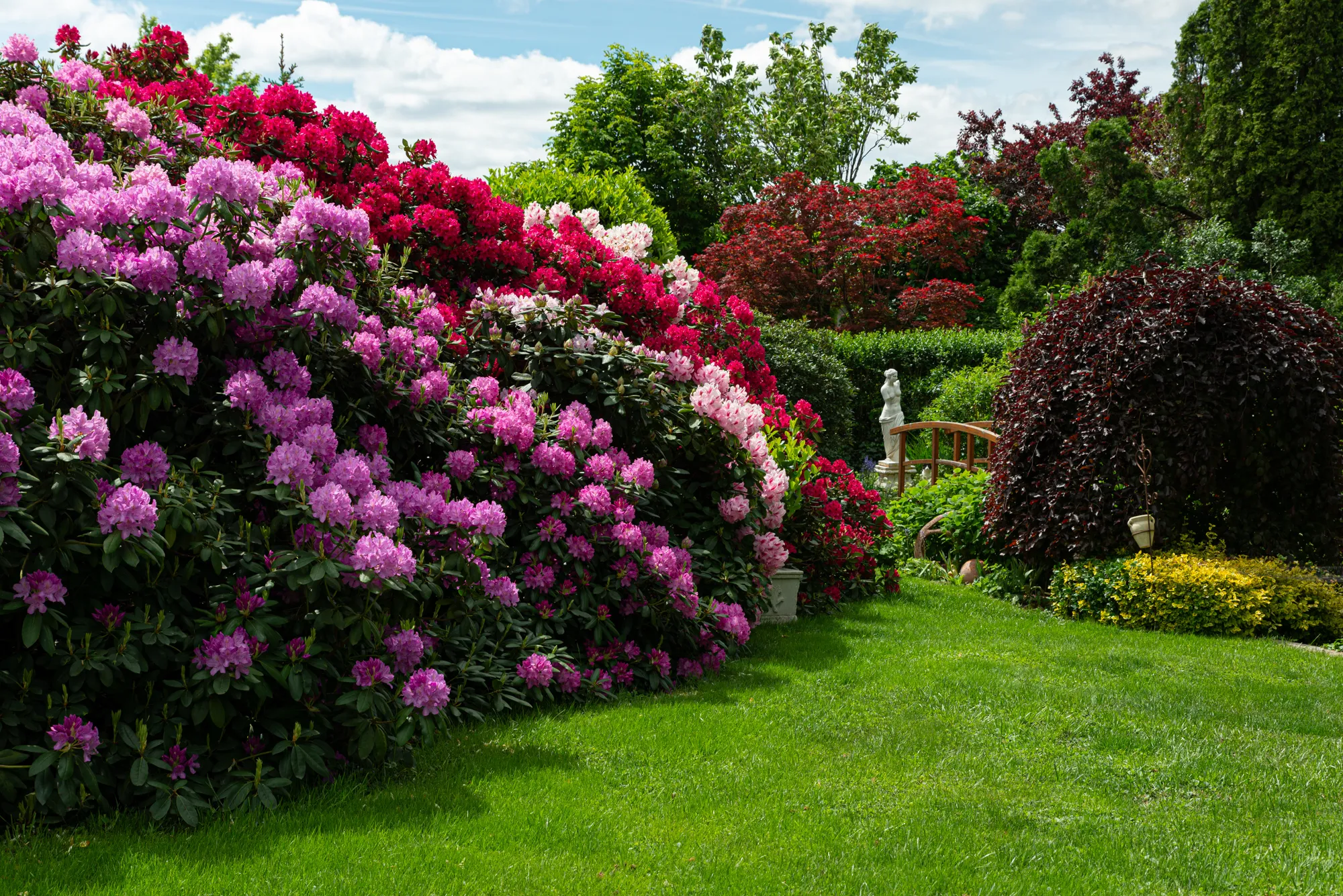 Rhododendron-Blüte in Rot und Rosa