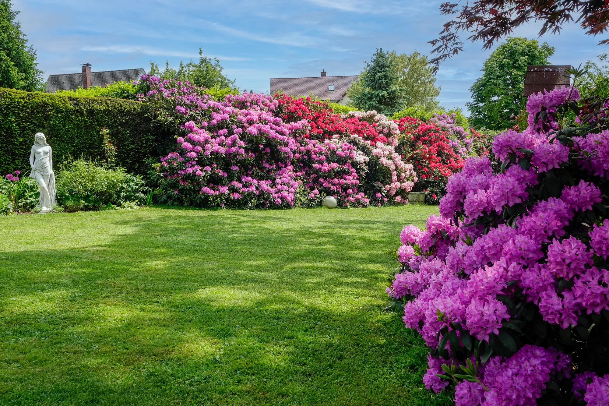 Blühende Rhododendren im Garten